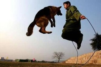 Dogjumper