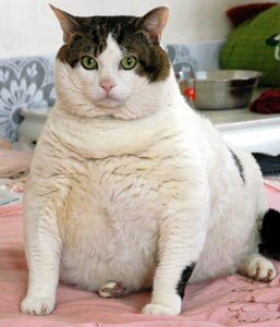 Fatcat8